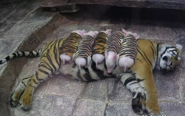 動物園把小豬假扮成「老虎寶寶」想要安慰喪子的母老虎,超意外的發展讓所有人都哭了!