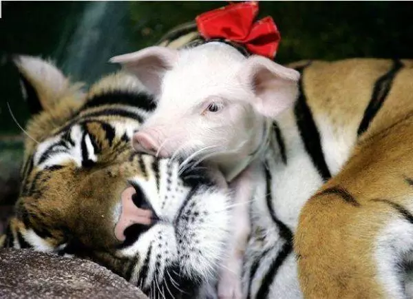 動物園把小豬假扮成「老虎寶寶」想要安慰喪子的母老虎,超意外的發展讓所有人都哭了!