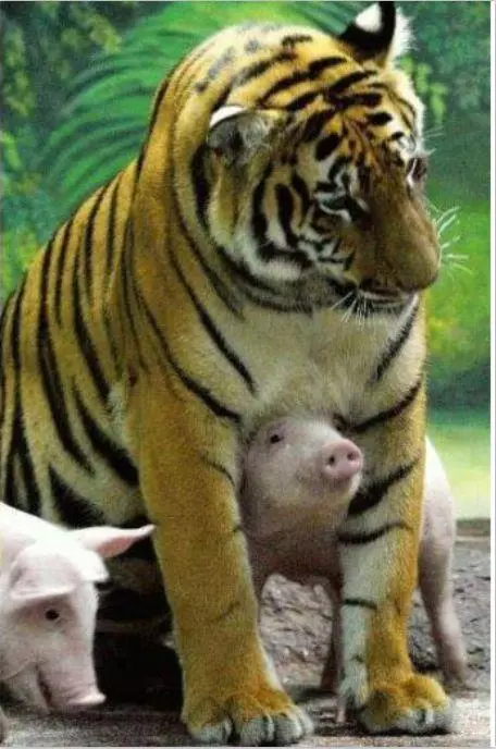 動物園把小豬假扮成「老虎寶寶」想要安慰喪子的母老虎,超意外的發展讓所有人都哭了!