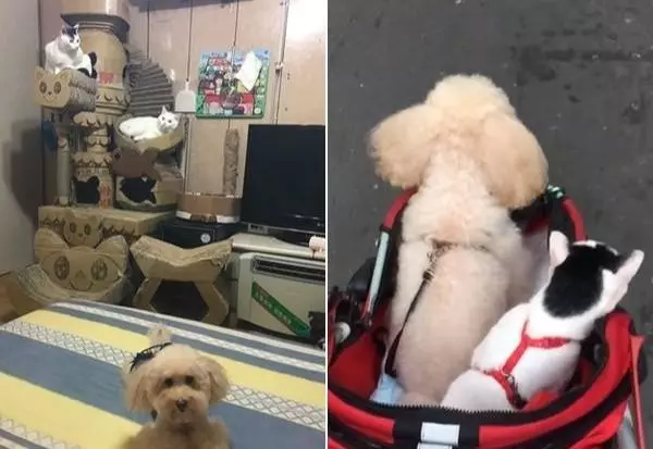 動物園把小豬假扮成「老虎寶寶」想要安慰喪子的母老虎,超意外的發展讓所有人都哭了!