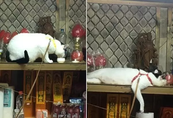 動物園把小豬假扮成「老虎寶寶」想要安慰喪子的母老虎,超意外的發展讓所有人都哭了!