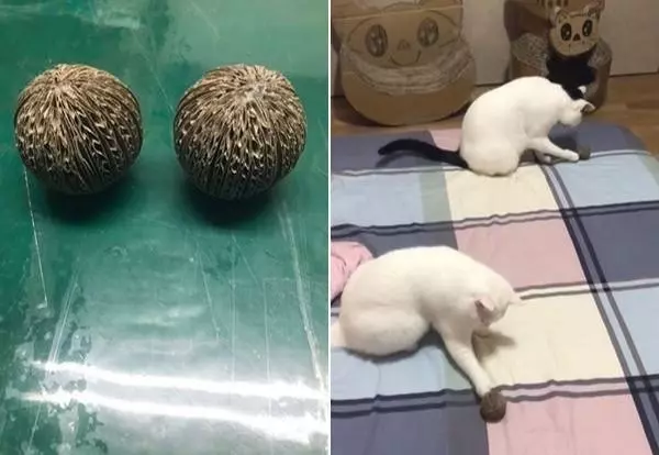動物園把小豬假扮成「老虎寶寶」想要安慰喪子的母老虎,超意外的發展讓所有人都哭了!