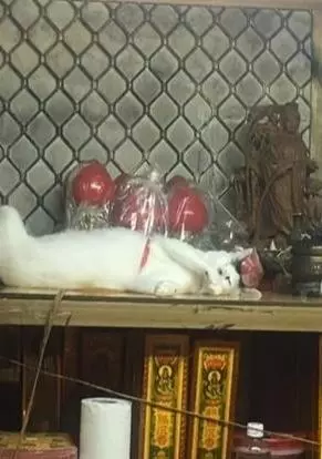 動物園把小豬假扮成「老虎寶寶」想要安慰喪子的母老虎,超意外的發展讓所有人都哭了!