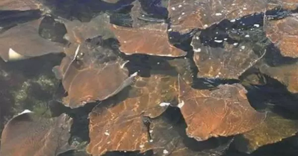 游一半發現身邊出現上百條類似抹布的生物,岸上的人驚慌警告:「千萬不要動」
