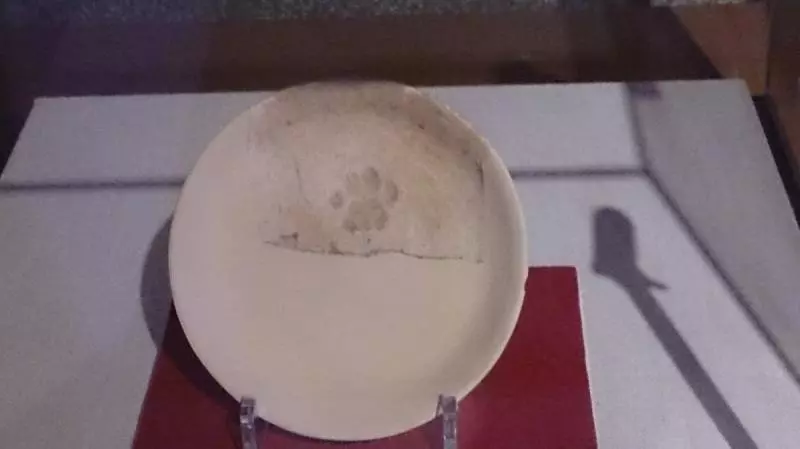 喵皇巡天下「蓋肉球印」 陶氣工坊要重做…網友跪求:賣給我