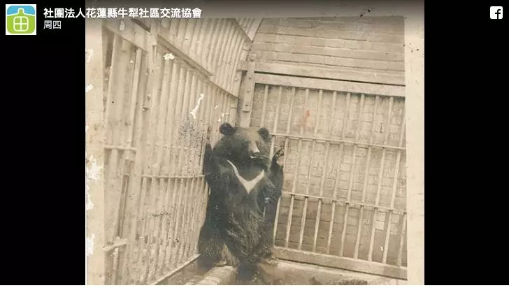 最強阿嬤「把台灣黑熊當狗養」 照片真相曝光「故事結局逆轉」