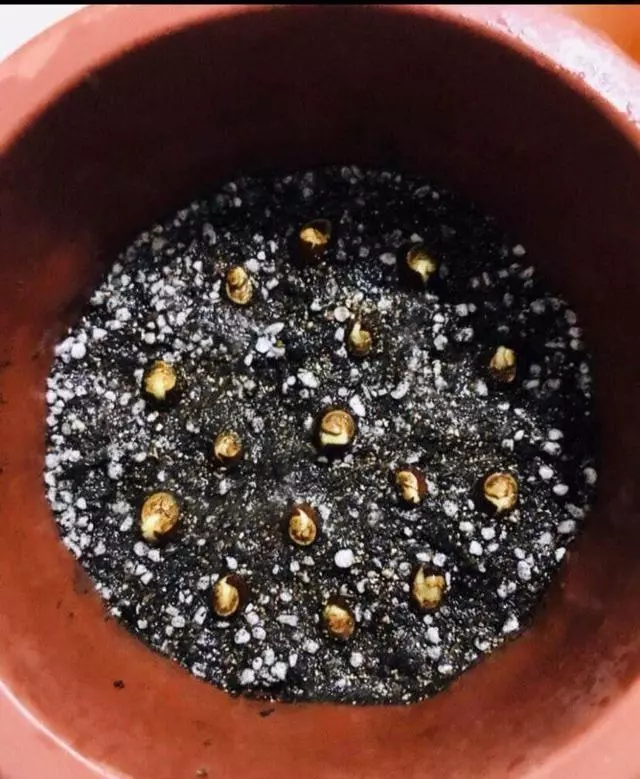 夏天吃水果,「留個籽」撒盆里,10天發芽變盆栽,養好摘果1籃子