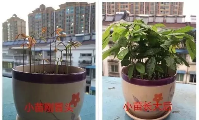 夏天吃水果,「留個籽」撒盆里,10天發芽變盆栽,養好摘果1籃子
