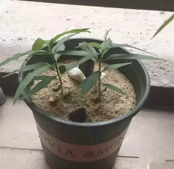 夏天吃水果,「留個籽」撒盆里,10天發芽變盆栽,養好摘果1籃子
