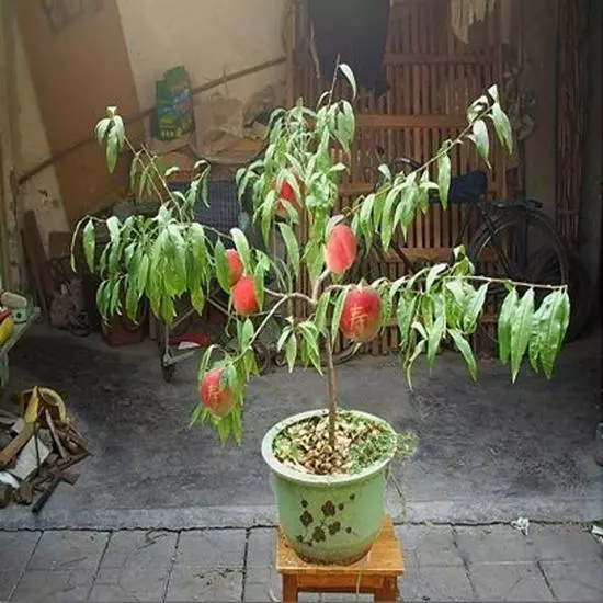 夏天吃水果,「留個籽」撒盆里,10天發芽變盆栽,養好摘果1籃子