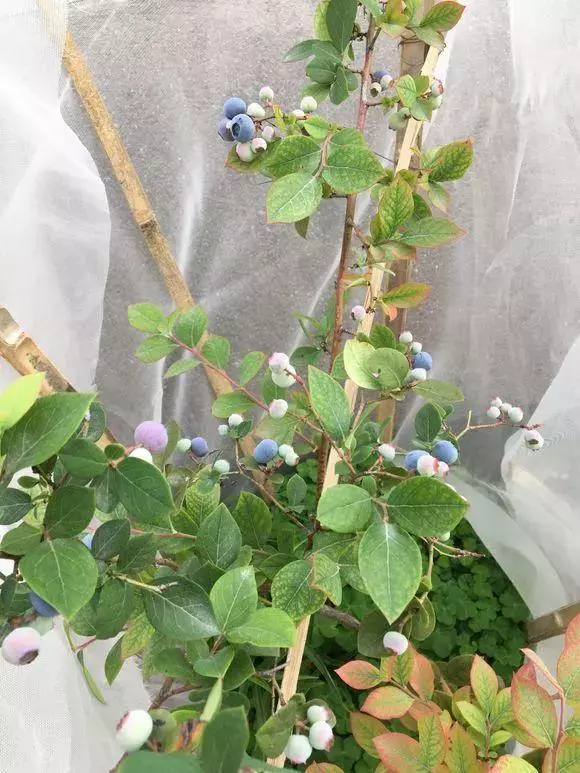 夏天吃水果,「留個籽」撒盆里,10天發芽變盆栽,養好摘果1籃子