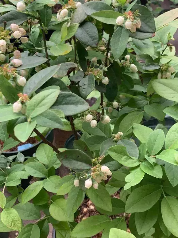 夏天吃水果,「留個籽」撒盆里,10天發芽變盆栽,養好摘果1籃子