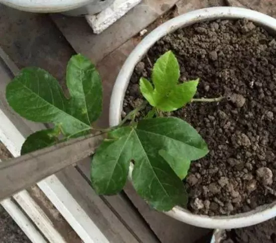 夏天吃水果,「留個籽」撒盆里,10天發芽變盆栽,養好摘果1籃子