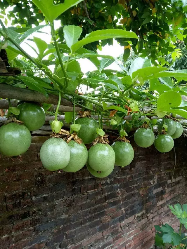 夏天吃水果,「留個籽」撒盆里,10天發芽變盆栽,養好摘果1籃子