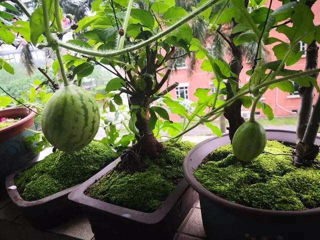夏天吃水果,「留個籽」撒盆里,10天發芽變盆栽,養好摘果1籃子