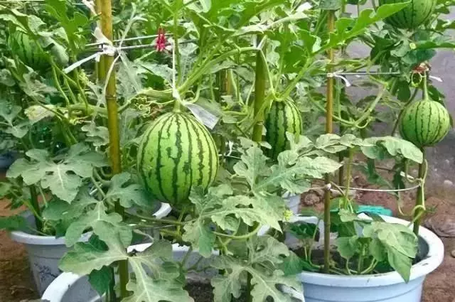 夏天吃水果,「留個籽」撒盆里,10天發芽變盆栽,養好摘果1籃子