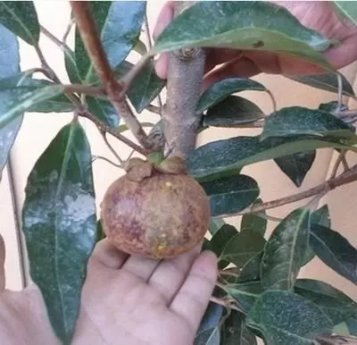 夏天吃水果,「留個籽」撒盆里,10天發芽變盆栽,養好摘果1籃子