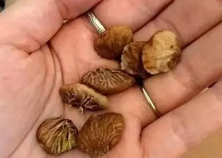 夏天吃水果,「留個籽」撒盆里,10天發芽變盆栽,養好摘果1籃子