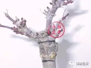 盆景高壓,盆景成型妙法!