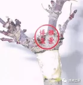 盆景高壓,盆景成型妙法!