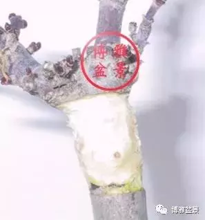 盆景高壓,盆景成型妙法!