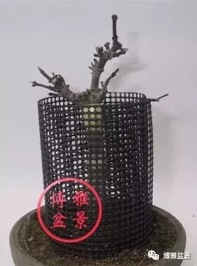 盆景高壓,盆景成型妙法!