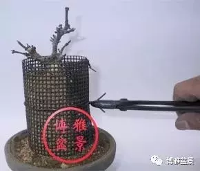 盆景高壓,盆景成型妙法!
