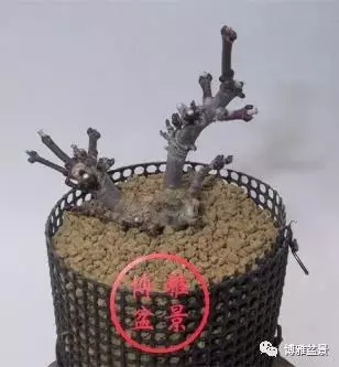 盆景高壓,盆景成型妙法!
