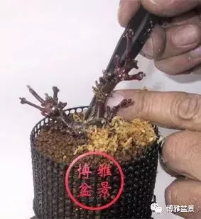盆景高壓,盆景成型妙法!