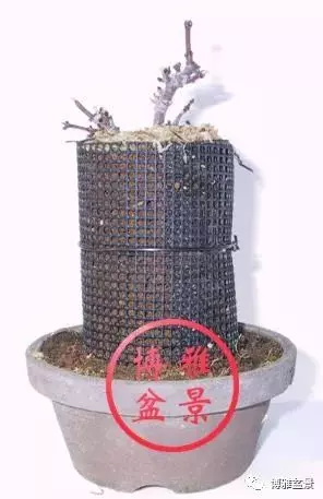 盆景高壓,盆景成型妙法!
