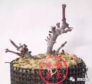 盆景高壓,盆景成型妙法!
