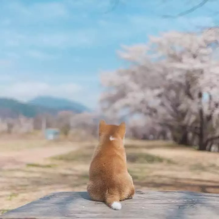 柴柴老師來示範網美照了~ 不看鏡頭、自然走位像「Q版模特」超會拍