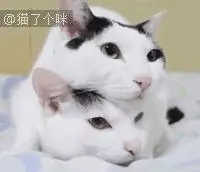 感情超好!三色貓咪愛玩「疊疊貓」 最底下那隻:頭重重der…