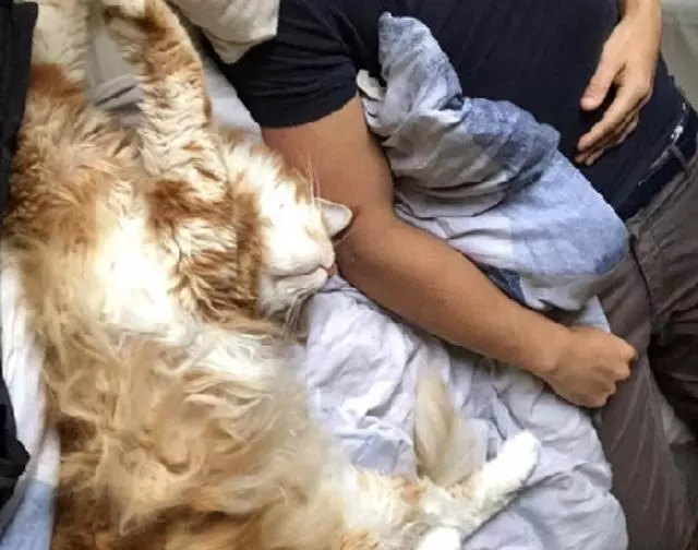 澳洲某大橘竟強行吃到40斤,體型超過牧羊犬,主人一手抱不動