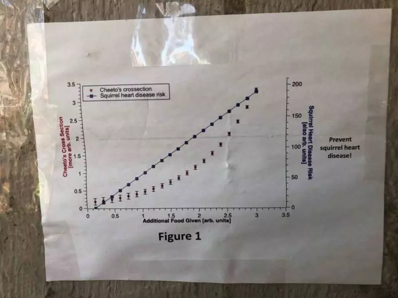 快來PP連線!厚片柯基示範「網美背影照」 一堆小跟班更療癒~