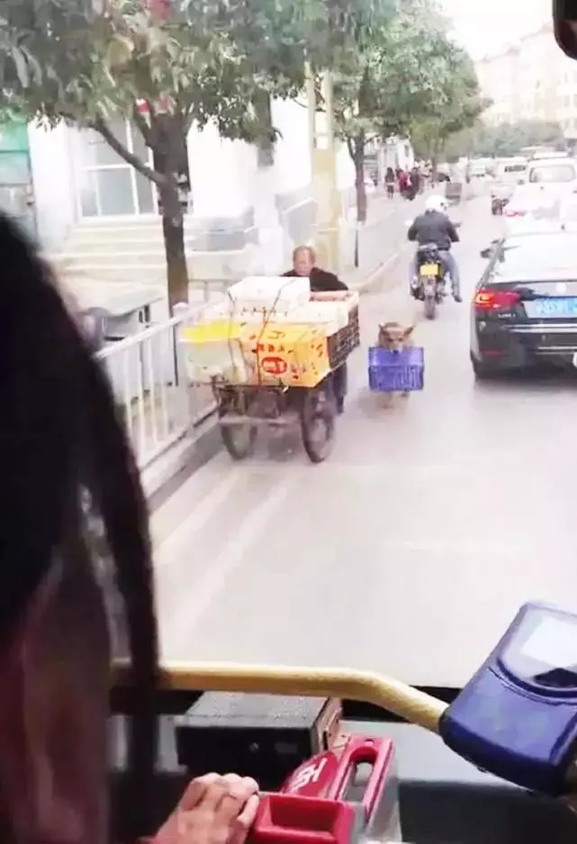 流浪狗堅持幫老人擺攤賺錢,有人高價購買,老人一句話讓人感動