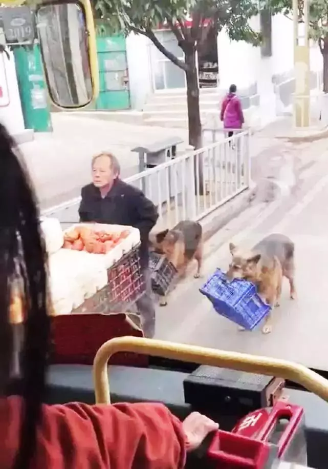 流浪狗堅持幫老人擺攤賺錢,有人高價購買,老人一句話讓人感動