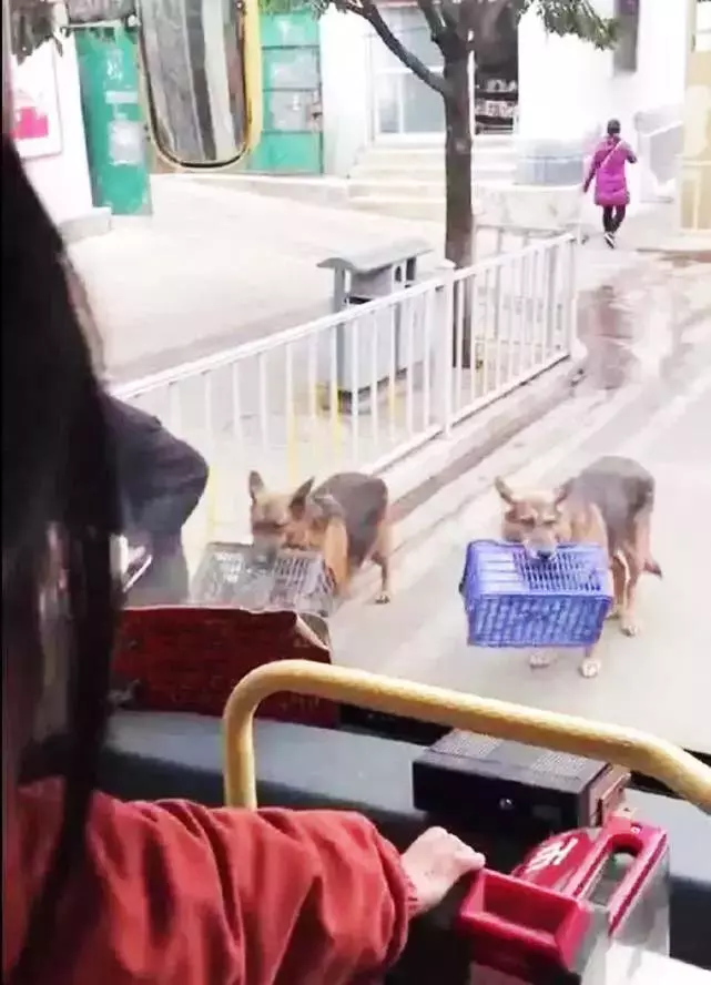 流浪狗堅持幫老人擺攤賺錢,有人高價購買,老人一句話讓人感動