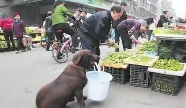 狗狗幫助主人買菜、挑水、拉貨,卻被主人多次送人