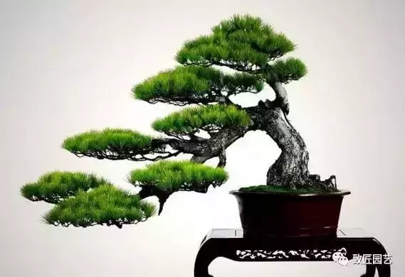 長知識 精品盆景的基本要件必不可少