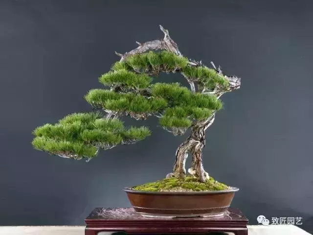 長知識 精品盆景的基本要件必不可少