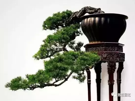 長知識 精品盆景的基本要件必不可少