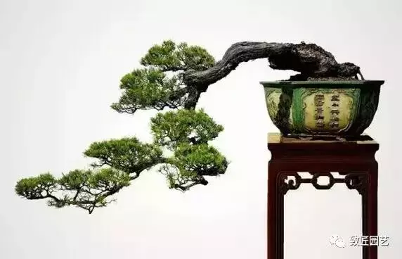 長知識 精品盆景的基本要件必不可少