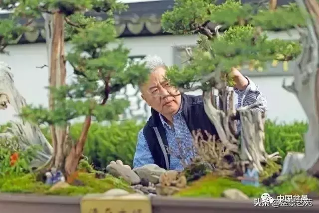 當代盆景藝術家史佩元《鳳凰涅槃》的創作軌跡