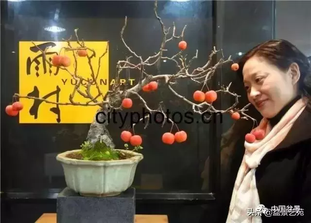 當代盆景藝術家史佩元《鳳凰涅槃》的創作軌跡