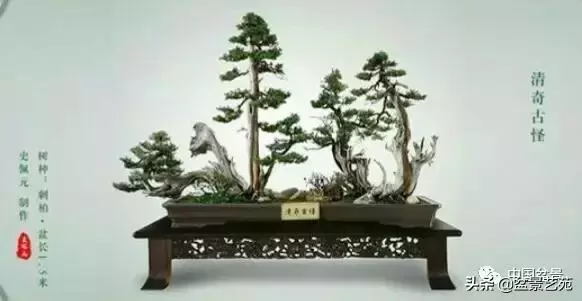 當代盆景藝術家史佩元《鳳凰涅槃》的創作軌跡