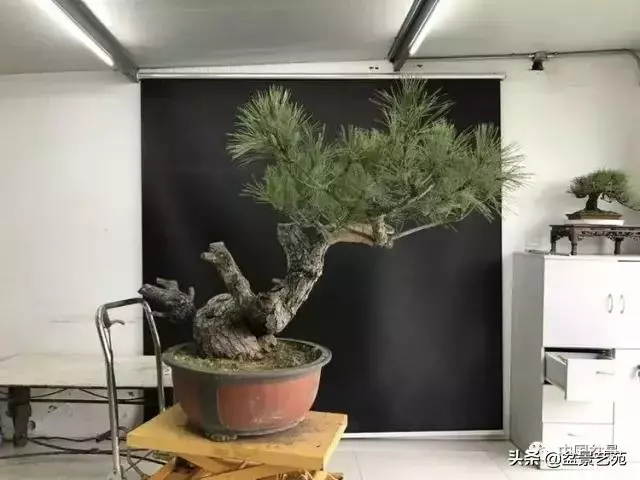當代盆景藝術家史佩元《鳳凰涅槃》的創作軌跡