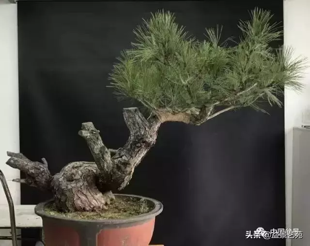 當代盆景藝術家史佩元《鳳凰涅槃》的創作軌跡