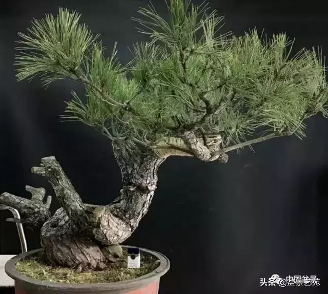 當代盆景藝術家史佩元《鳳凰涅槃》的創作軌跡