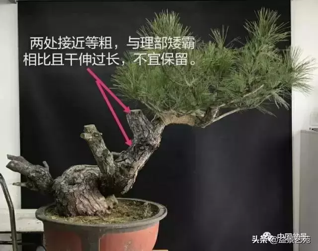 當代盆景藝術家史佩元《鳳凰涅槃》的創作軌跡